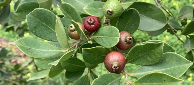 2—ESPERANZA: MODELOS SOCIALES (Reflexiones sobre la Esperanza)