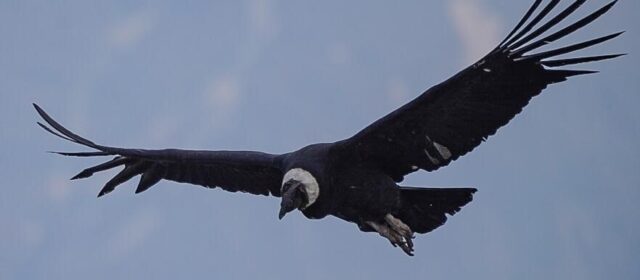 ¿QUÉ ES LO QUE PUEDO HACER?  1