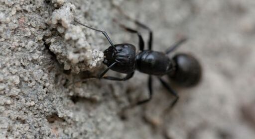 DE HORMIGAS Y HORMIGUERO, un cuento