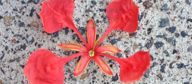 LO FEMENINO Y LA PAZ