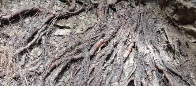 2—  ANESTESIA (Reflexiones sobre la actualidad)