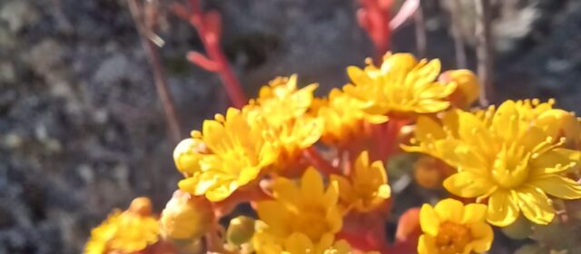 1— ESPERANZA: VITALIDAD Y CONSCIENCIA (Reflexiones sobre la Esperanza)