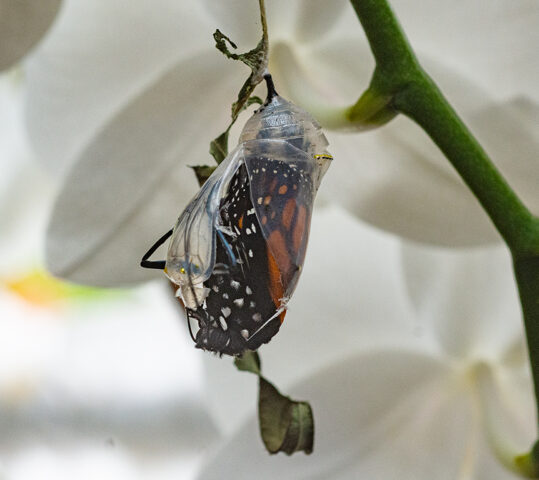 3— ESPERANZA: EGO Y AGRADECIMIENTO (Reflexiones sobre la Esperanza) 