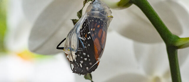 3— ESPERANZA: EGO Y AGRADECIMIENTO (Reflexiones sobre la Esperanza) 