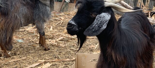 3—  DOMESTICACIÓN (Reflexiones sobre la actualidad.3)