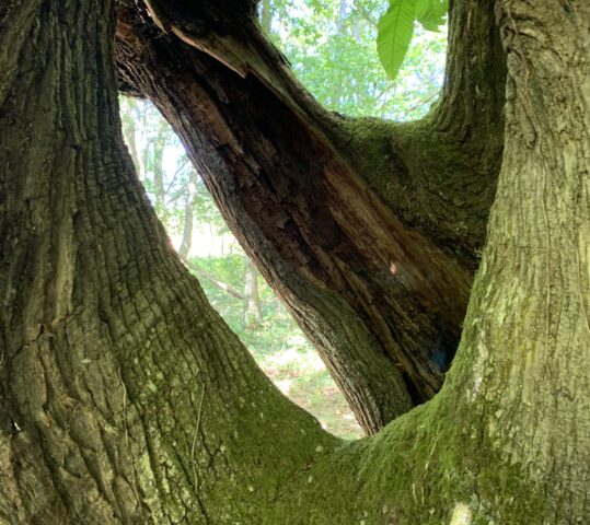 MIGRACIÓN, un relato