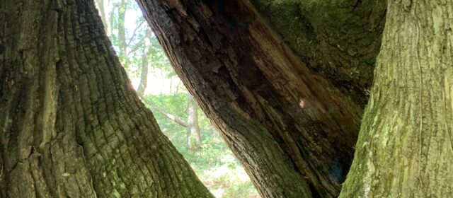 MIGRACIÓN, un relato