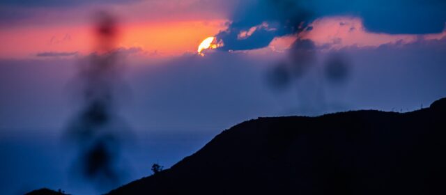 LA ARAUCARIA, reflexiones sobre el significado.